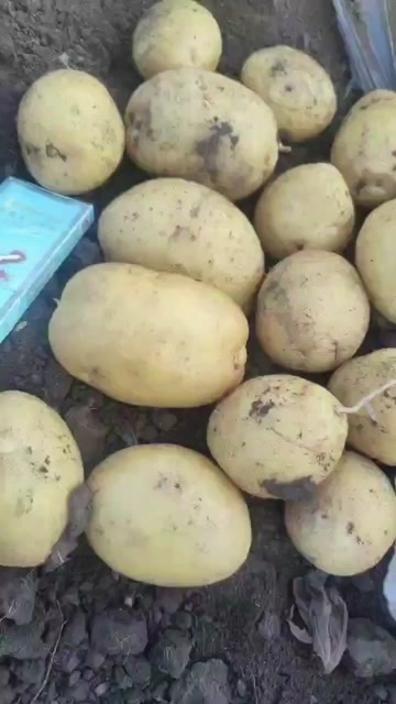 高密市山东土豆荷兰。v7，希森6沃土黄心，有机认证，地标，产地追溯