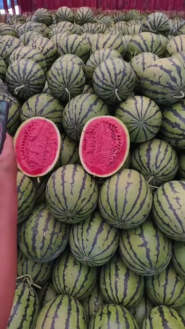 靖远县产地西瓜代办