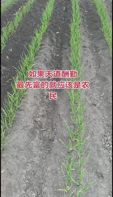 独头蒜大蒜