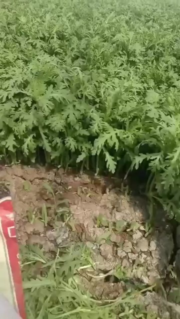 锦州精品茼蒿辽宁凌海产地高度正好一点不超精品精品