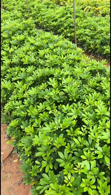 漳浦县福建漳州优质鸭脚木苗木 批发供应绿化灌木花草