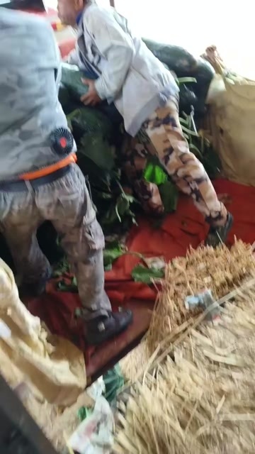 扶绥县广西崇左精品吊冬瓜开始大量上市中