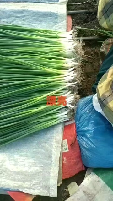 公主岭市香葱