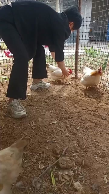 嘉祥县古典鸡幼苗，产蛋古典鸡，古典鸡多少钱