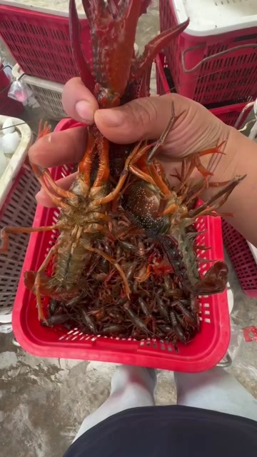 亳州龙虾规格一站通5-7硬规格过筛过秤保证质量