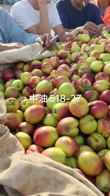 城固县秦岭鲜挑香，甜，脆，抽空拉货啊