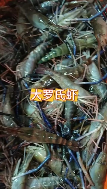 长年供应自养罗氏虾，量大可送货上门