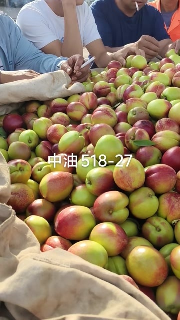 城固县秦岭鲜桃香四方。
