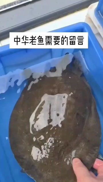 嘉鱼县中华老鱼
