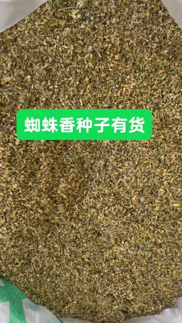 织金县蜘蛛香种籽