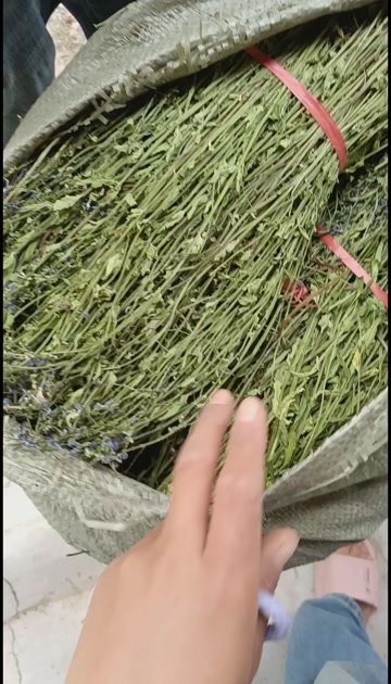 【高格精品】全根优质半枝莲，低温水洗工艺，原始人工晾晒