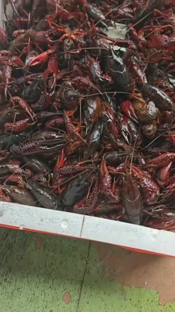 湛江鲜活小龙虾