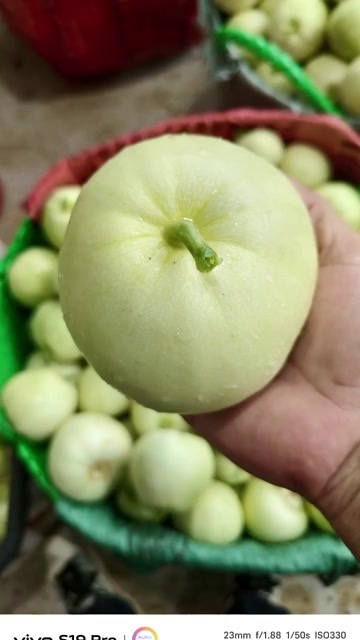 宾阳县广西宾阳王灵甜瓜大量上市
