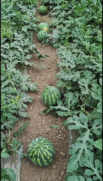 金堂县8424西瓜美都西瓜