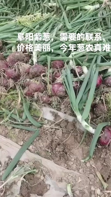 颍上县精品大红洋葱，价格美丽550走车