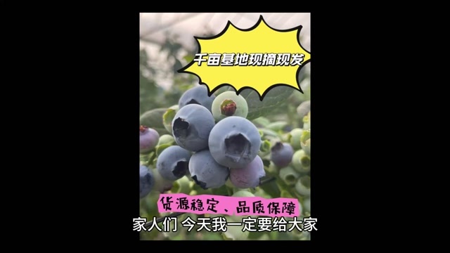 澄江千亩花香蓝莓基地,果甜,脆,粉!满足各种包装直发全国!