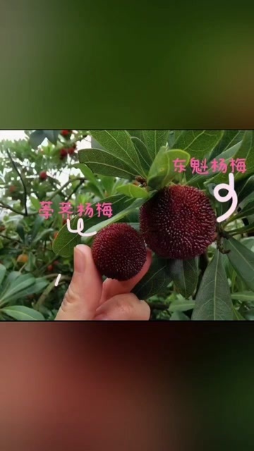 浙江仙居东魁特大杨梅自然熟现摘现发新鲜水果礼盒装