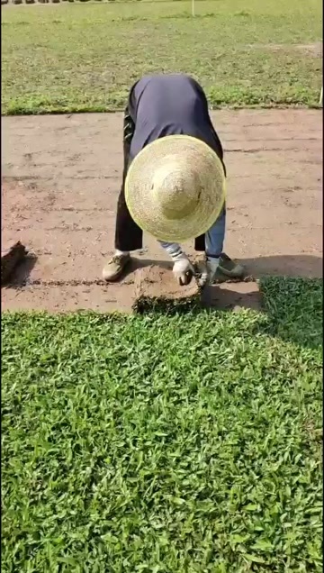 广州大叶油草卷