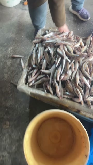逊克县冷冻开腹棍子鱼