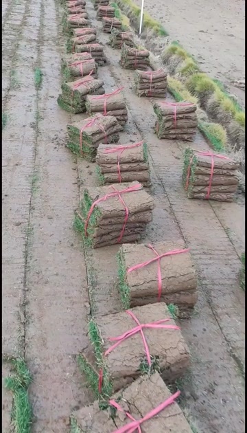 佛山大叶油草 精品