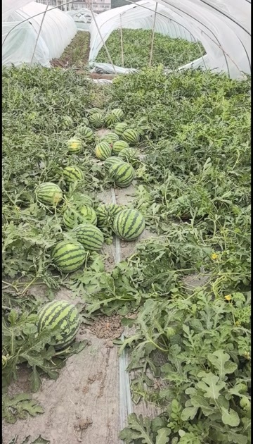 利辛县美都西瓜 头茬原棚无籽瓜