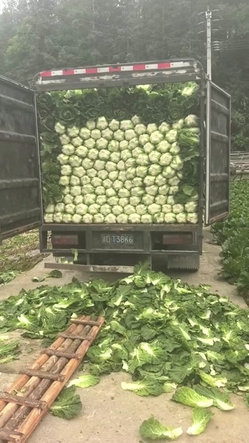 利川市黄心白菜