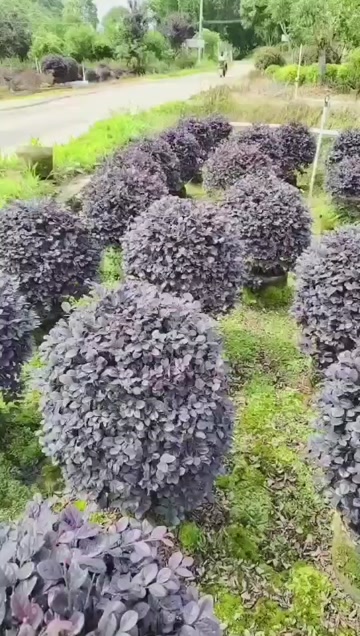 紅花繼木球袋苗   冠幅60-200cm精品球
