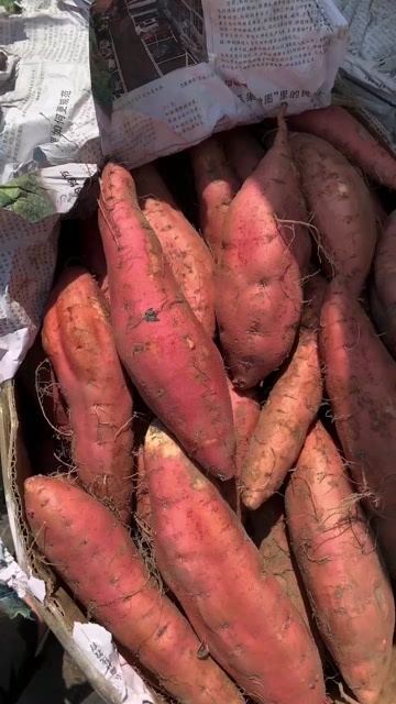 雄县长年供应烟薯哈蜜红瑶等商品货电商货以及加工厂货
