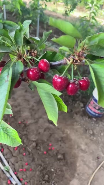 大荔县陕西渭南大荔县新鲜美早樱桃车厘子整车批发产地直供现摘现发