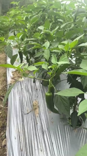 龙门县广东惠州龙门县新鲜尖椒批发 高品质蔬菜基地直供