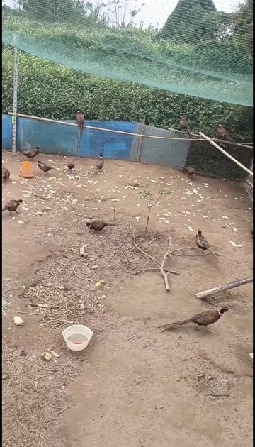 漳州生态放养七彩山鸡，吃五谷杂粮