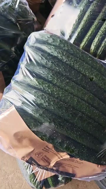 山东大棚黄瓜 质量保证 直供电商 食堂 市场 商超