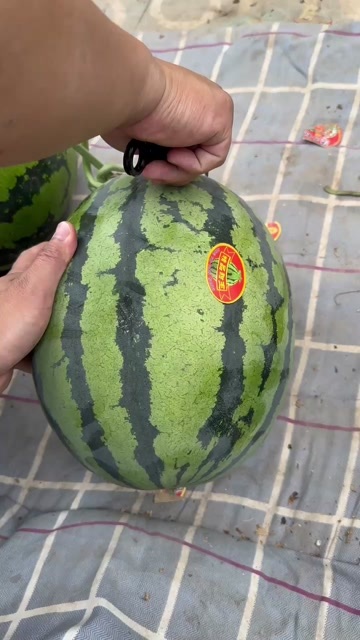 南宁陕西甜王西瓜，大量供应，脆甜可口，个头均匀，产地直销