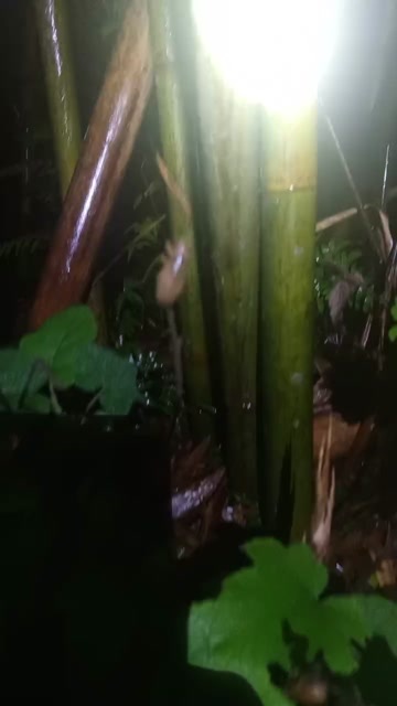 怀集县出大量蝉 金蝉，一手货源