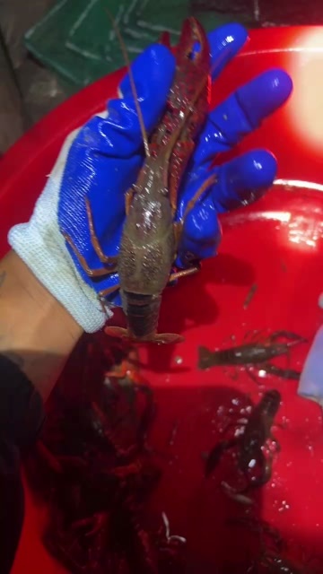 清水小龙虾456规格