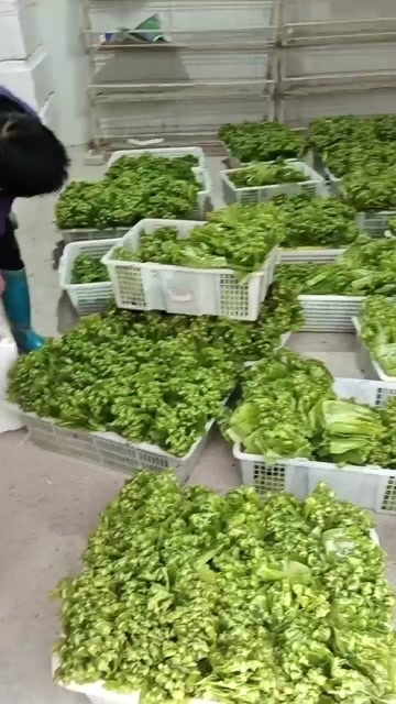 山苏