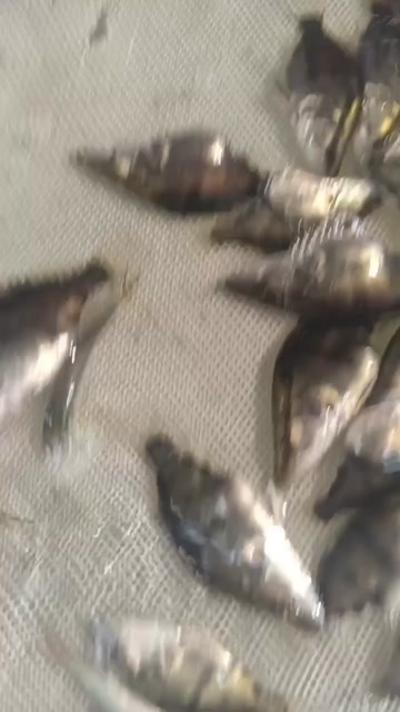 精品桂鱼苗