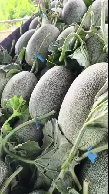 夏邑县精品晓蜜25货量充足