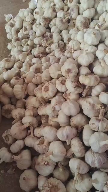 开封大蒜   产地一手货源  大量供货