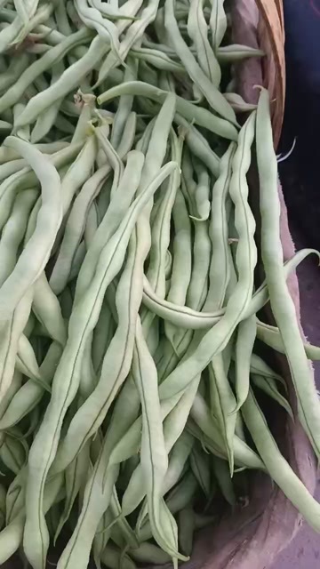 博爱县白不老四季豆