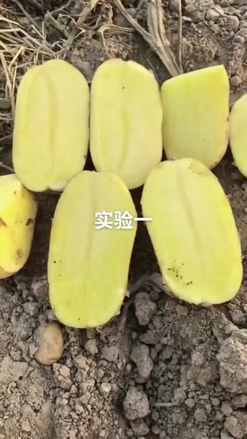 钟祥市湖北新土豆，试验一，沃土，长磊