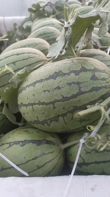 保定清苑小吊瓜甜王大量上市