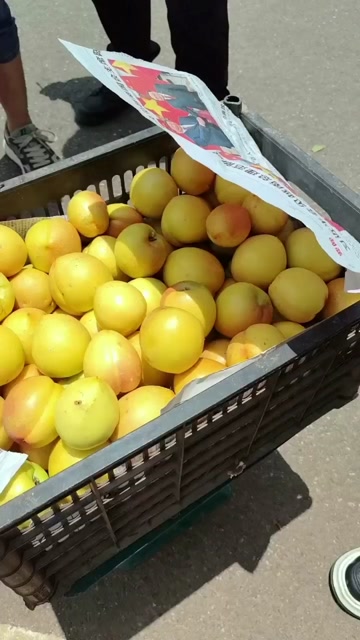 黄金油桃