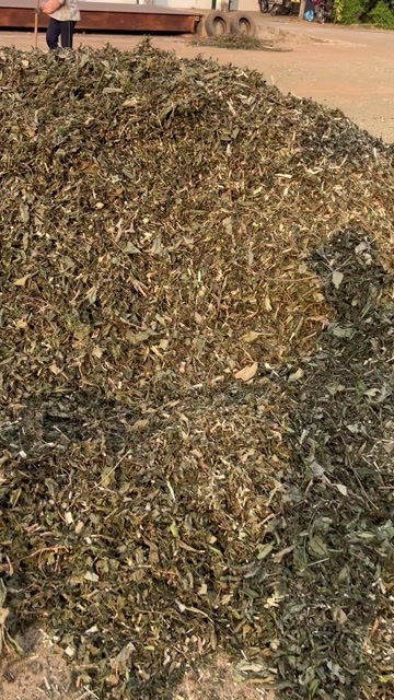 雷州市广东湛江路边青中药材 批发打粉切片 免费拿样可开发票