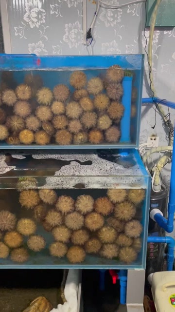 大连精品马粪海胆，个规格都有货