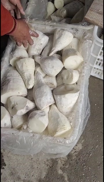 筠连县楠竹笋