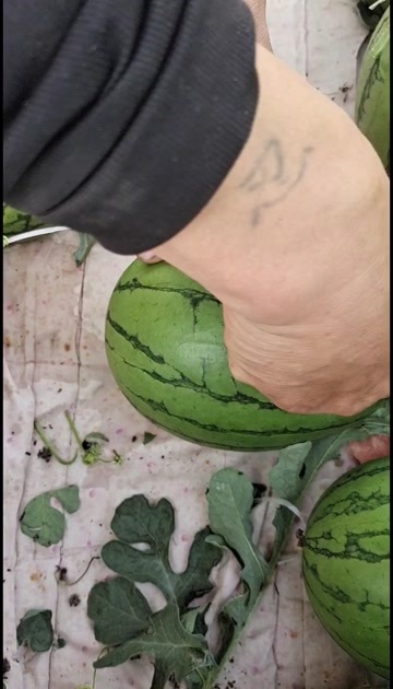 保定小吊瓜大量上市魏哥代发