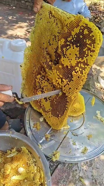 深圳蜂蜜