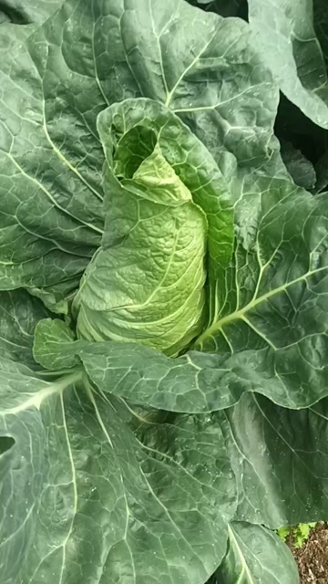 威宁县贵州威宁牛心甘蓝新鲜采摘蔬菜包菜批发供应