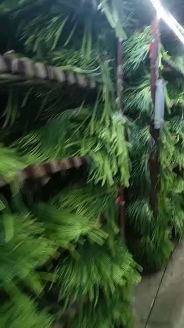 商河县山东济南商河白帽蒜苔